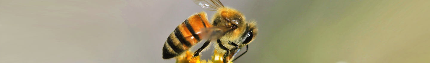 Bee banner